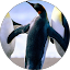 M Avatar
